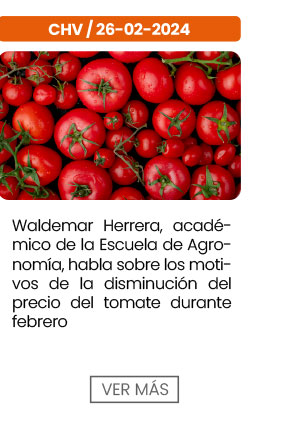 Waldemar Herrera, académico de la Escuela de Agronomía, explica los motivos de la disminución del precio del tomate durante febrero