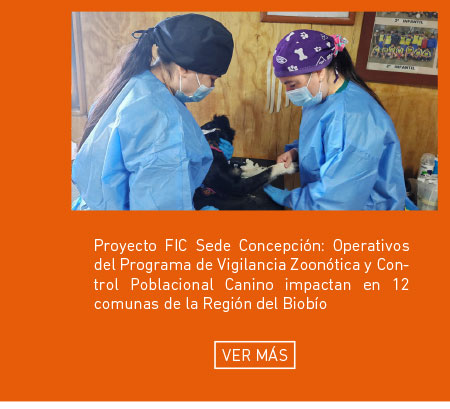Proyecto FIC Sede Concepción: Operativos del Programa de Vigilancia Zoonótica y Control Poblacional Canino impactan en 12 comunas de la Región del Biobío