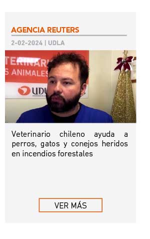 Veterinario chileno ayuda a perros, gatos y conejos heridos en incendios forestales